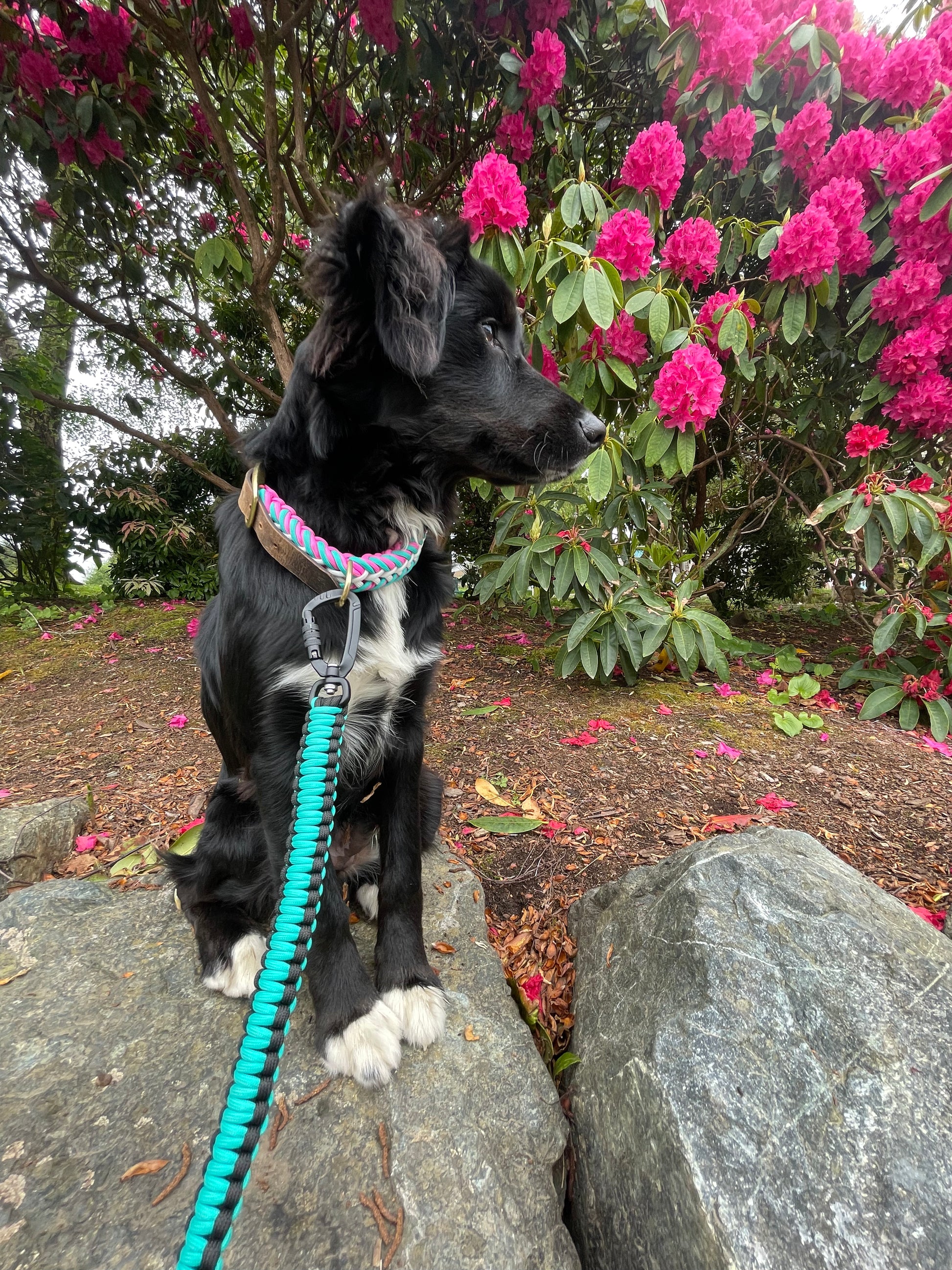 Beautiful Pink and Blue Paracord Dog Collar With Gold Hardware, Paired with Teal Paracord Leash Set