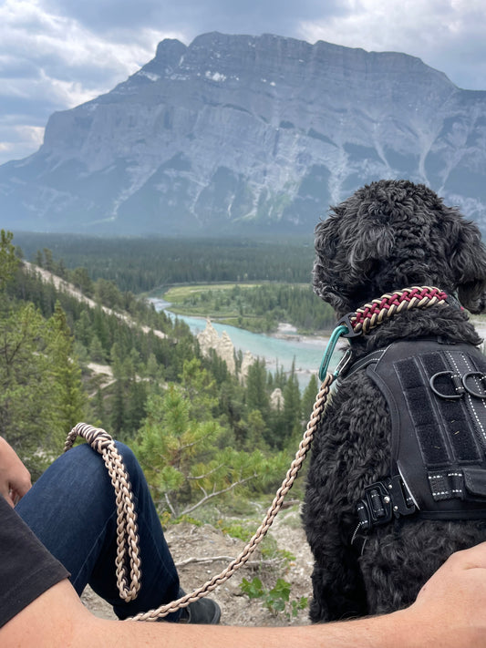 Why Paracord is perfect for Dog Leashes and Collars: Adventure Dog Gear
