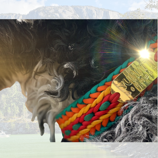 The "Warrior" Premium Paracord Collar