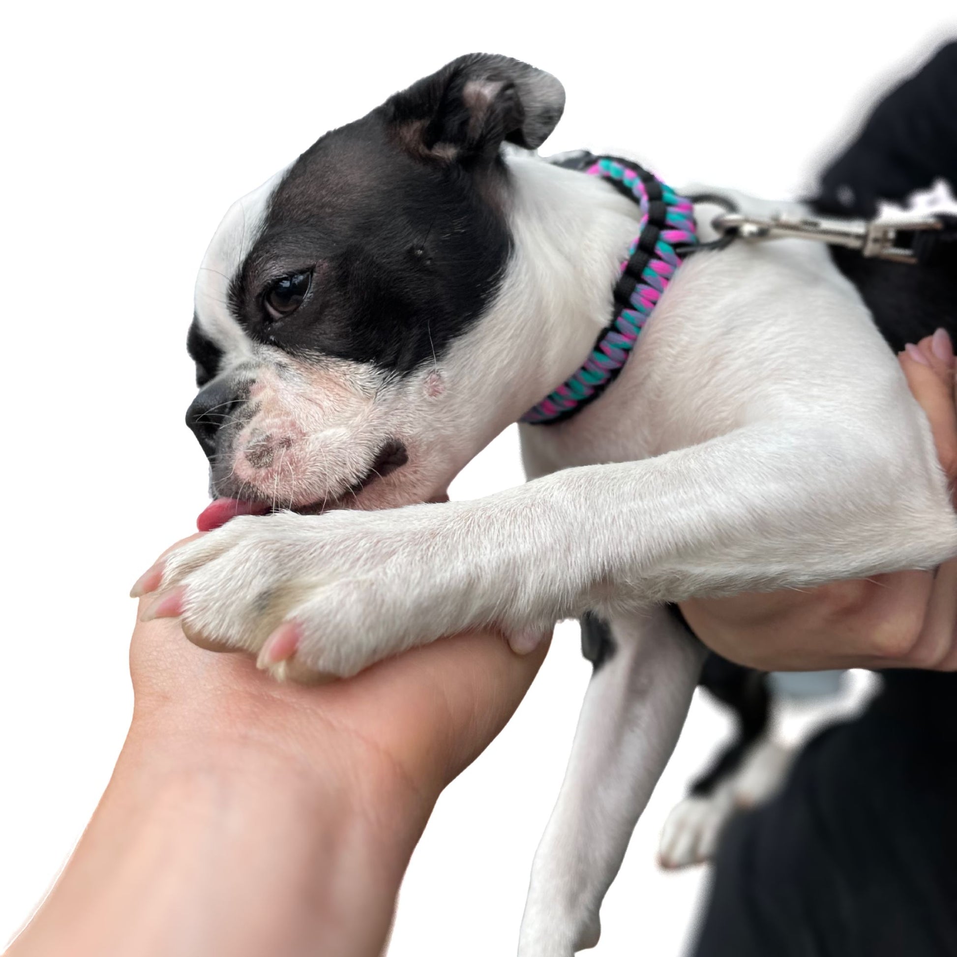 Small Paracord Dog Collar In Pink and Blue On Boston Terrier