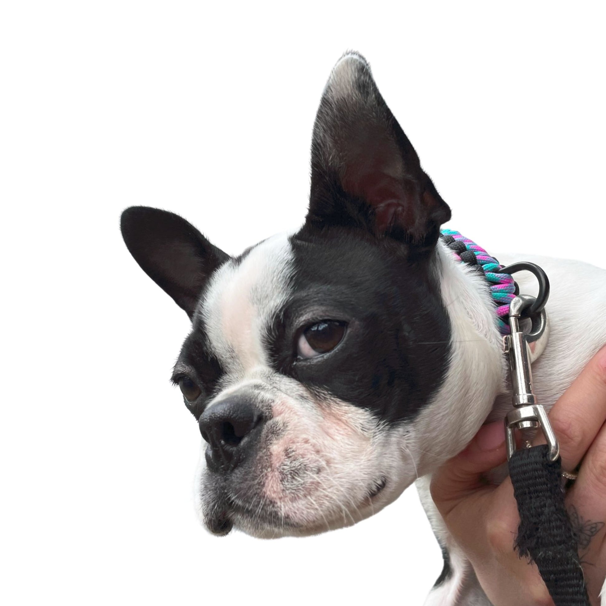 Small Paracord Dog Collar In Pink and Blue On Boston Terrier