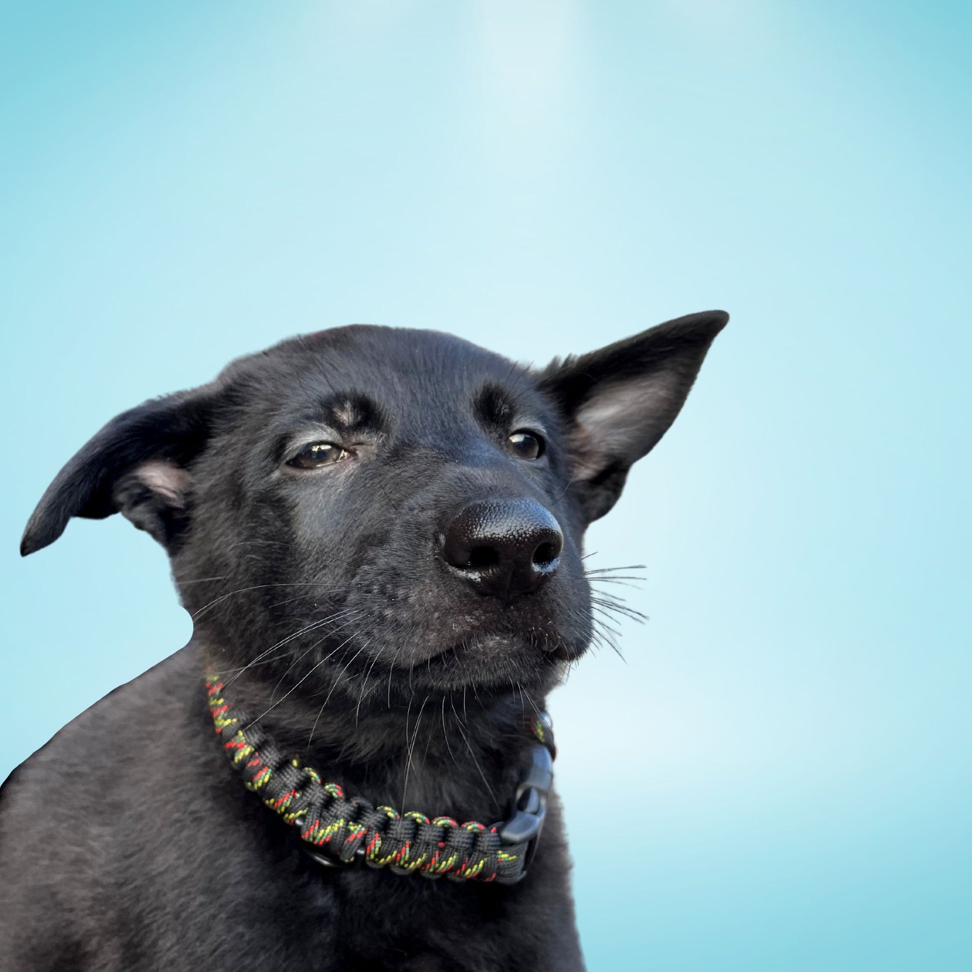 Cute puppy wearing Strong Small dog paracord collar in black with rasta stitching non adjustable