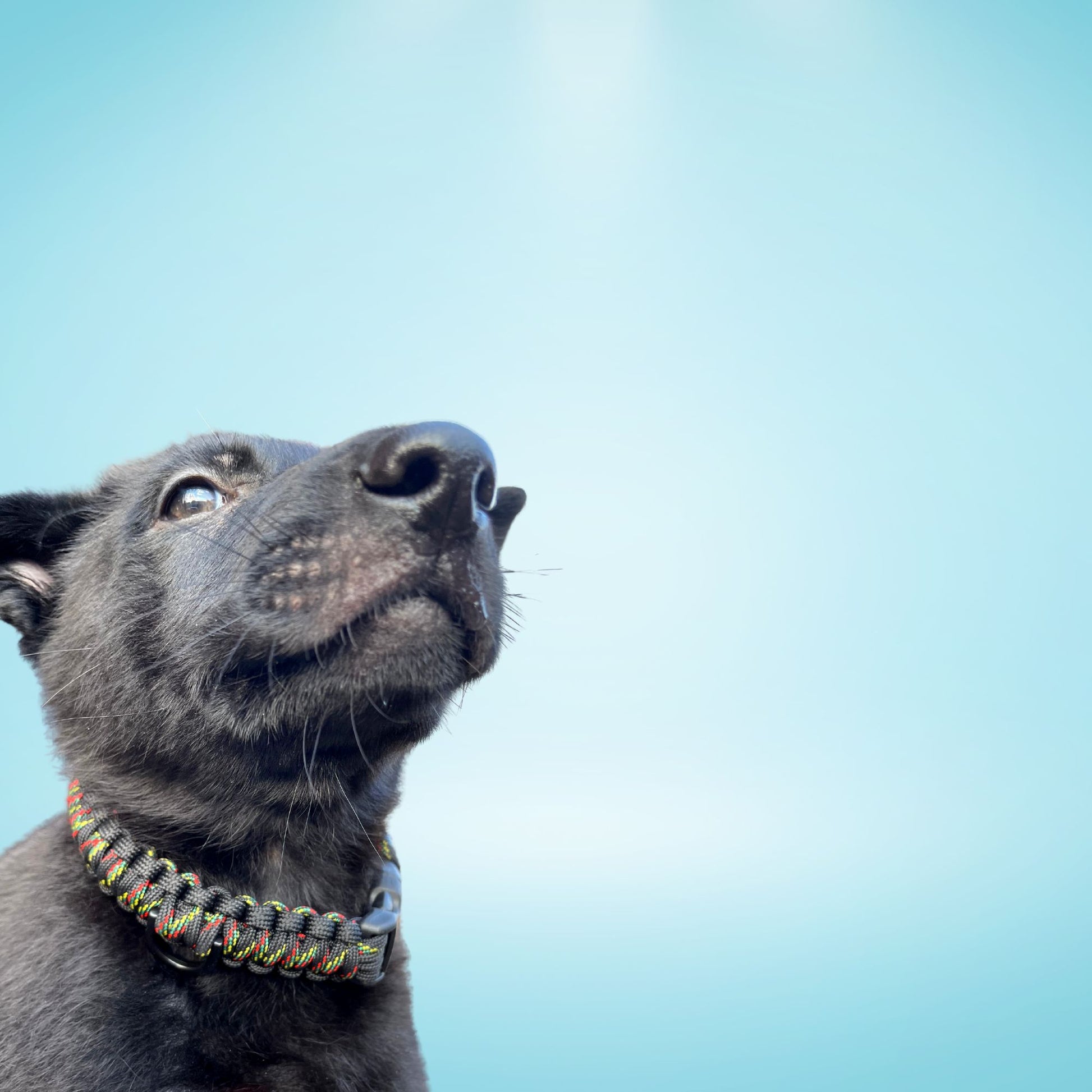 Cute small back dog wearing Strong Small dog paracord collar in black with rasta stitching non adjustable