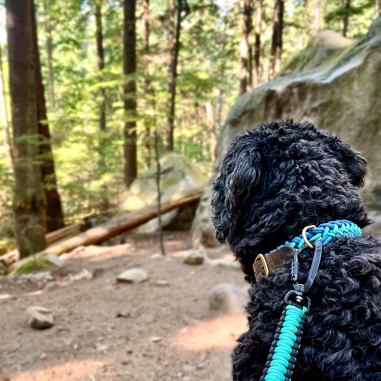Dog in Squamish Wearing A Summit Dogwear Paracord Collar and Leash in Teal