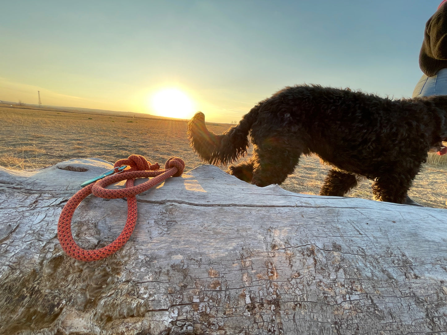 Rope Long Leash made from Upcycled Climbing Rope In Canada