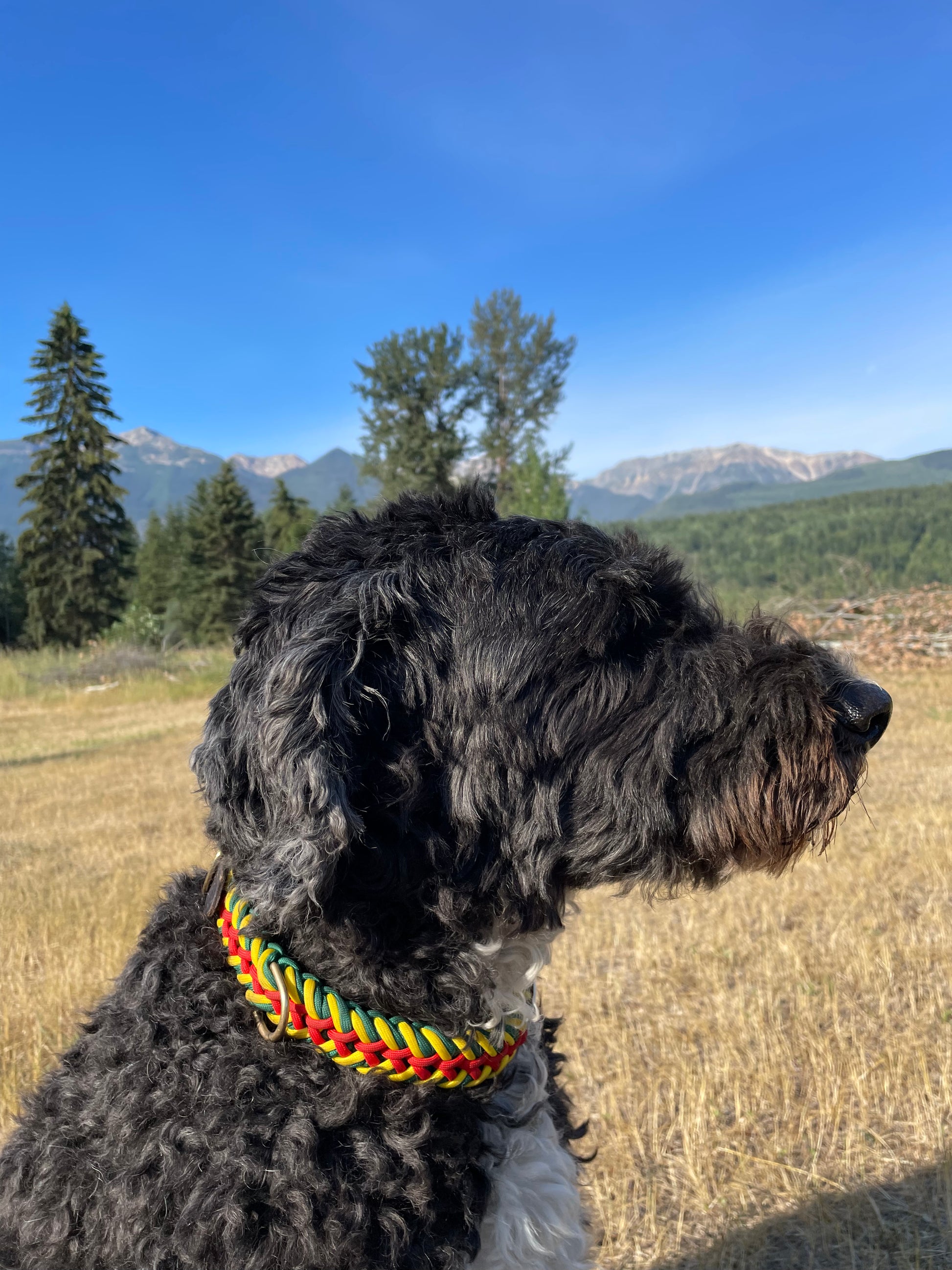 Rasta Paracord Collar on Black Dog In Revelstoke, BC
