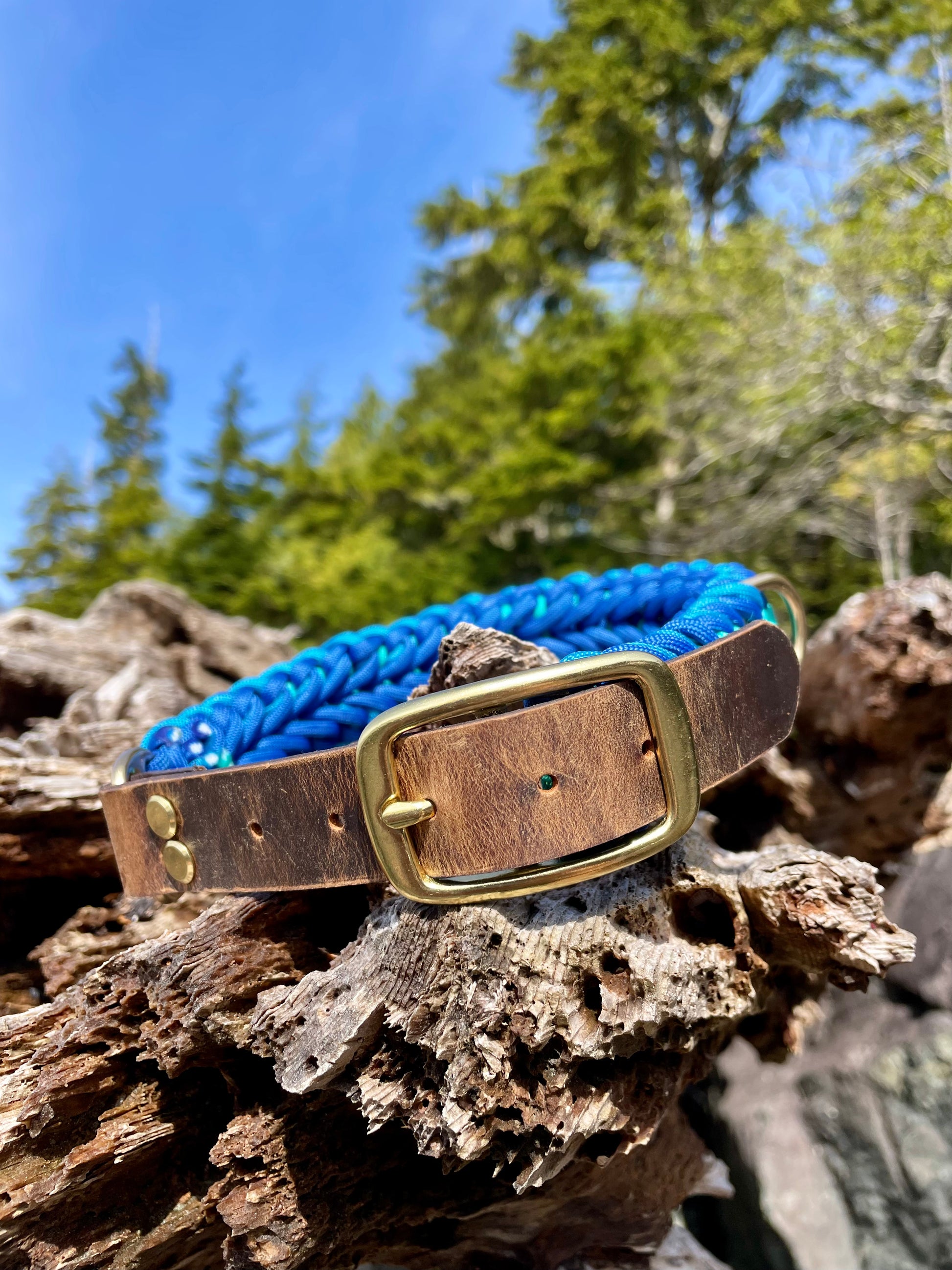 Premium Teal and Blue Paracord Dog Collar with Gold hardware and leather or Biothane belt On Driftwood In Tofino