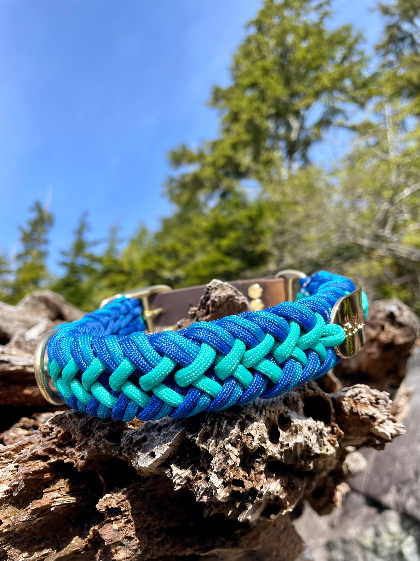 Premium Teal and Blue Paracord Dog Collar with Gold hardware and leather or Biothane belt On Driftwood In Tofino