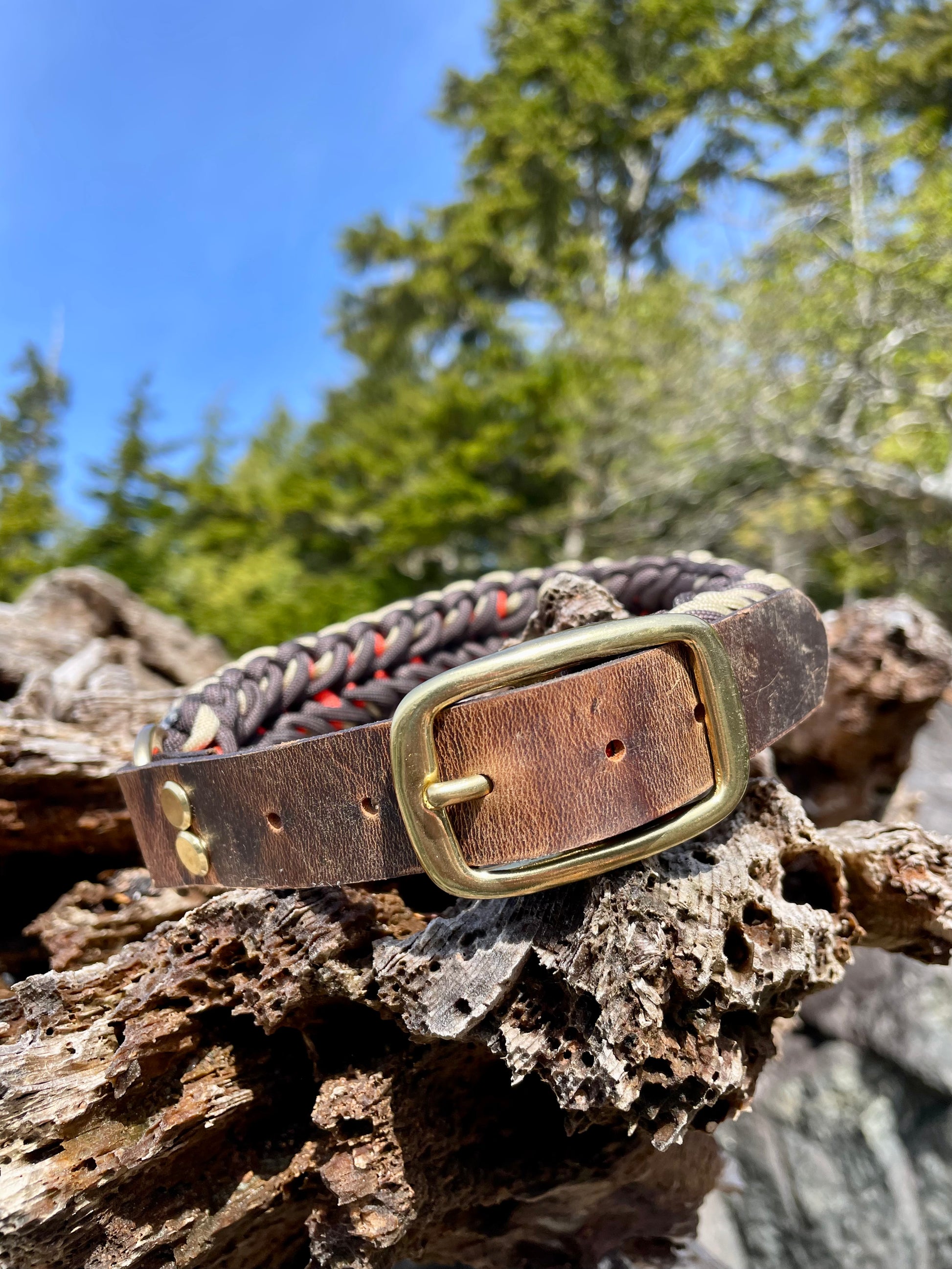 Retro Summer Paracord Dog Collar with Belt and Gold hardware on Driftwood In Tofino