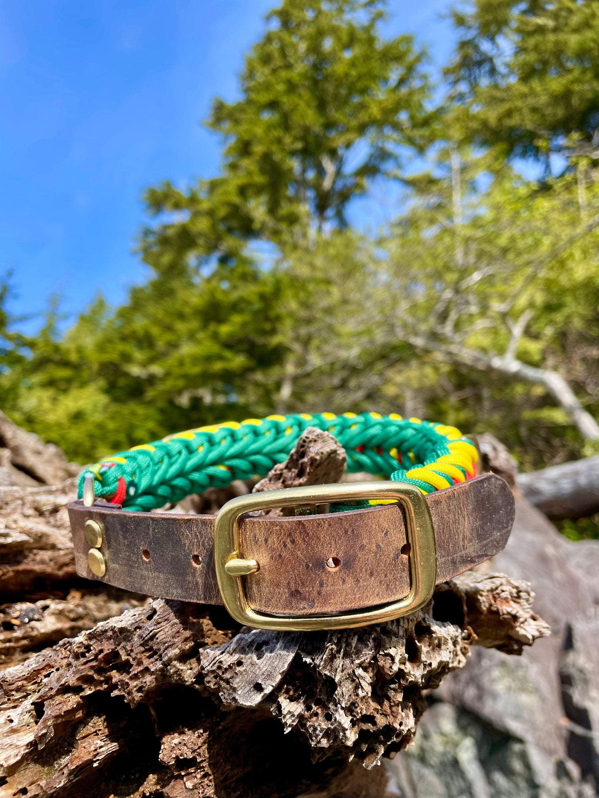 Rasta Paracord Dog Collar with Gold Hardware On Driftwood In Tofino