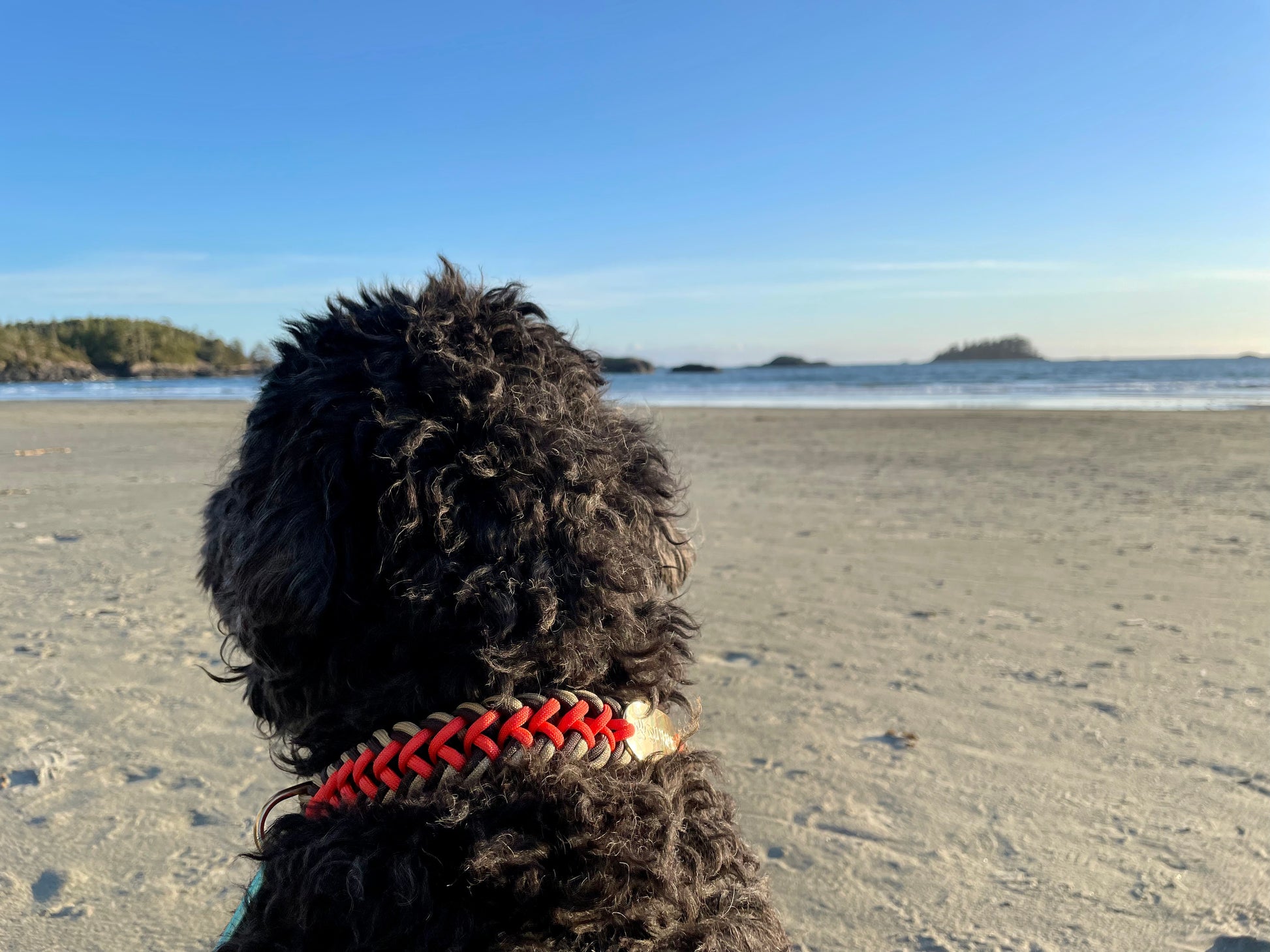 Retro Summer Paracord Dog Collar with Belt and Gold hardware On Dog Overlooking The Beach