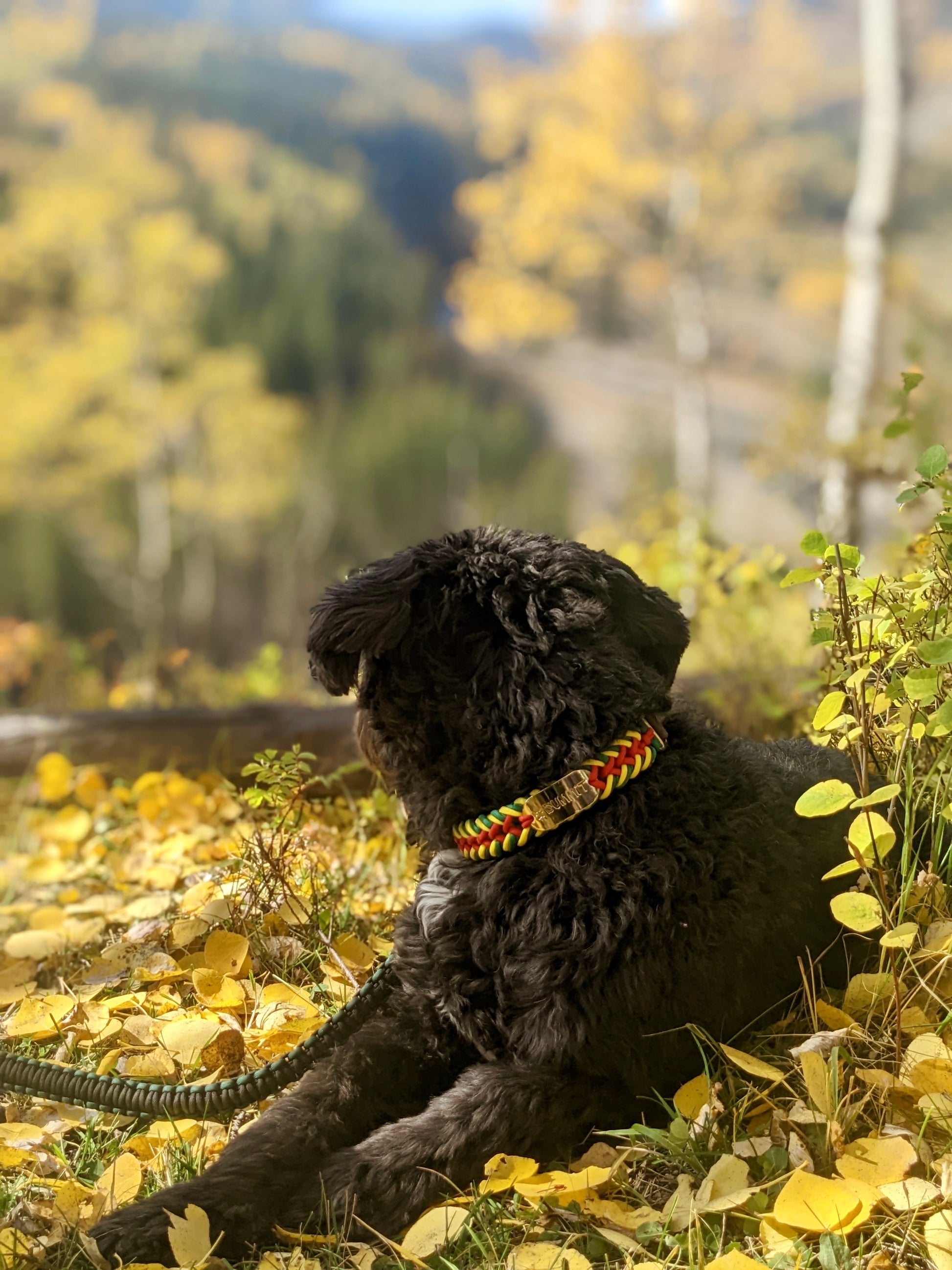 Black Dog Overlooking Beautiful Fall Forest with Rasta Paracord Dog Collar on In Kananaskis, AB, Canada