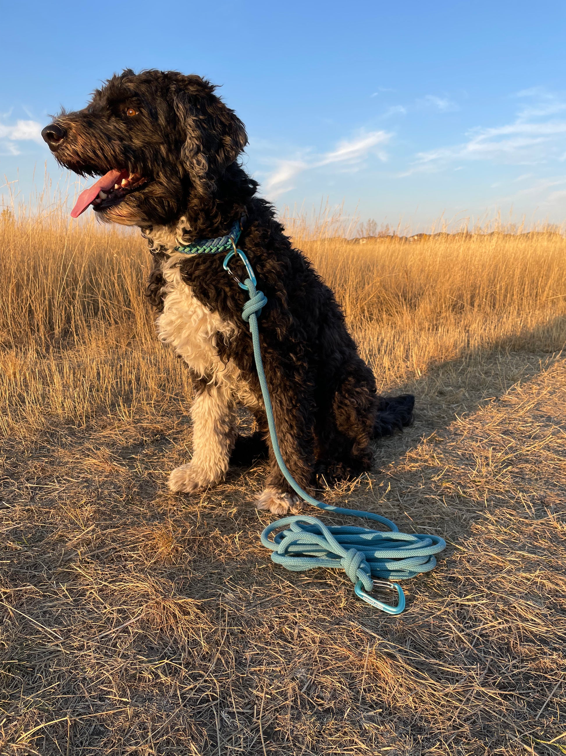 Rope Long Leash made from Upcycled Climbing Rope In Canada