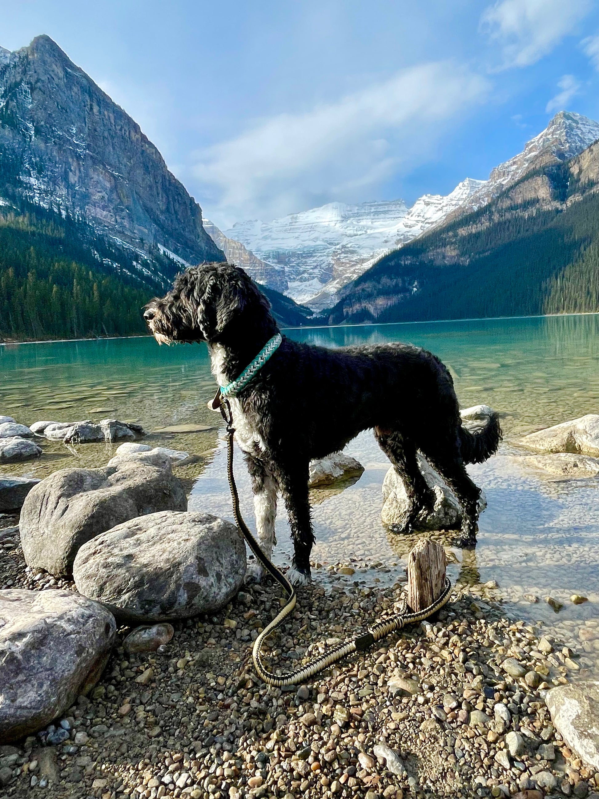 Beautiful Teal Paracord Dog Collar With Gold Hardware and leather or biothane belt at Lake Louise