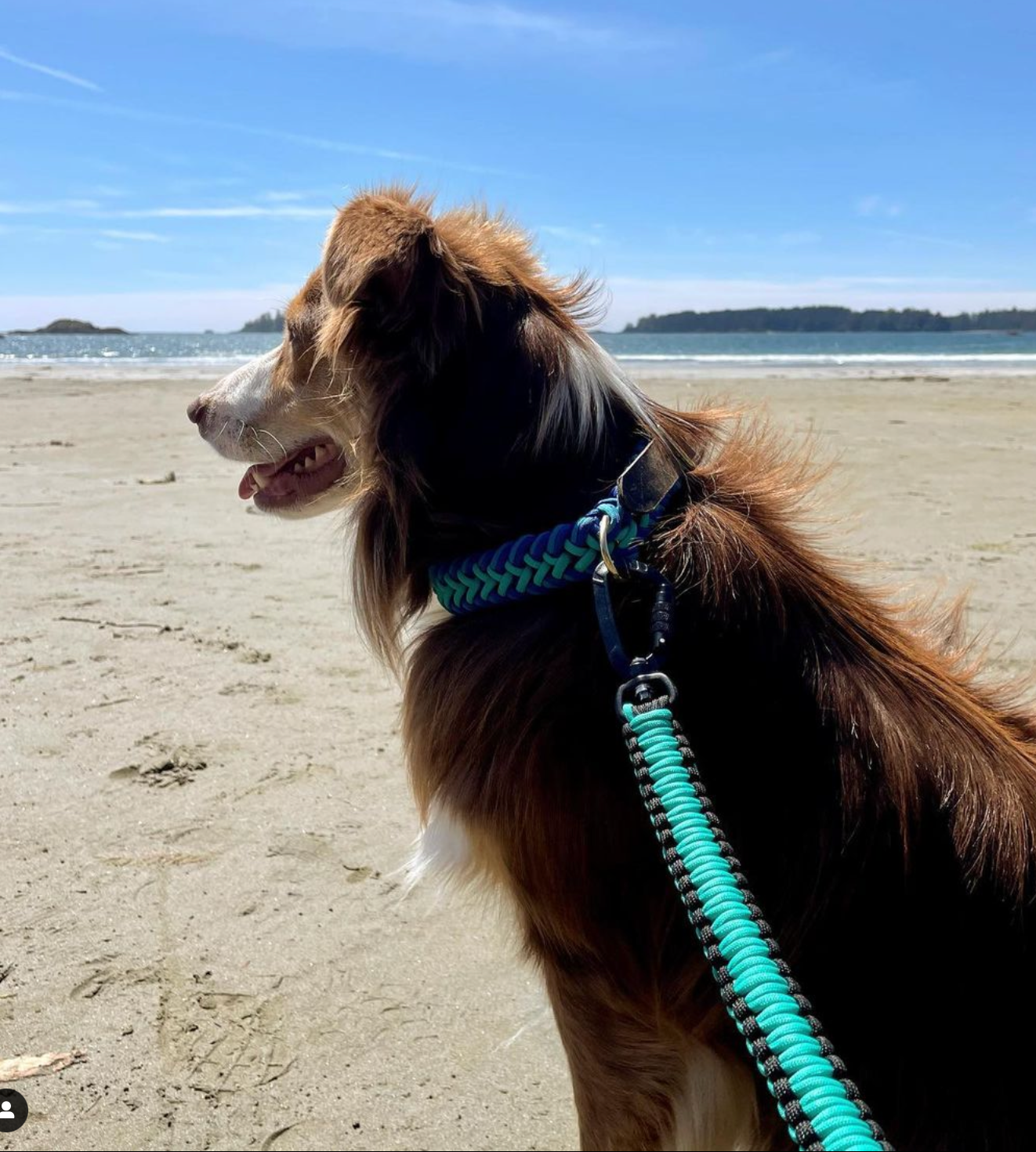 Dog in Tofino On A Beach Wearing A Summit Dogwear Paracord Collar and Leash in Teal